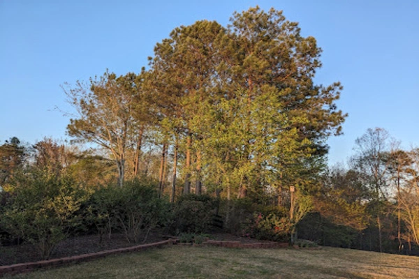 Reliable tree expert in Gainesville, GA Reliable tree expert in Gainesville, GA