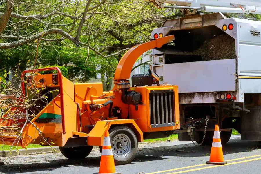 How Tree Removal Prevents Property Damage Gainesville, GA