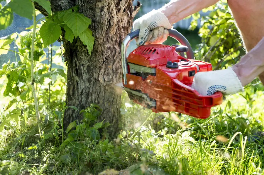 How Tree Removal Prevents Property Damage in Gainesville, GA